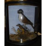 A taxidermy case containing a stuffed and mounted Red-back Shrike,