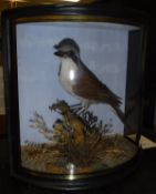 A taxidermy case containing a stuffed and mounted Red-back Shrike,