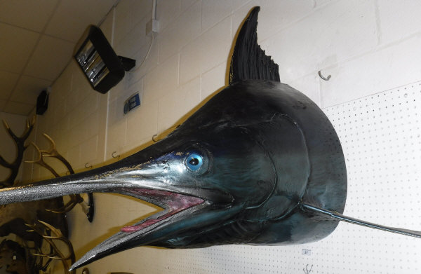 A taxidermy mounted Marlin fore end / head, - Image 2 of 2