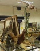 A taxidermy collection of stuffed and mounted birds by Sheals of Belfast including Grouse (Male)
