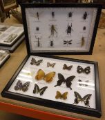 A wall-mounted case of various insects including Locust, Praying Mantis, Grasshopper,