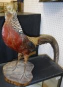 A taxidermy case containing a stuffed and mounted Golden Pheasant (Cock) on a plain wood base