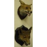 A taxidermy stuffed and mounted Fox mask in snarling pose, on oak shield-shaped mount,