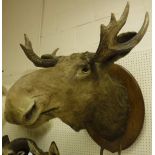 A taxidermy stuffed and mounted Moose head and antlers on an oak shield-shaped plaque