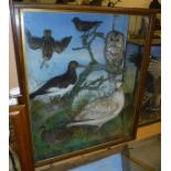 A Victorian taxidermy case attributed to Jeffries containing a stuffed and mounted Snipe, Starling,