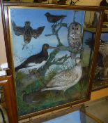 A Victorian taxidermy case attributed to Jeffries containing a stuffed and mounted Snipe, Starling,