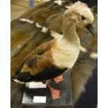 A taxidermy stuffed and mounted Orinoco Goose on plain plinth base,