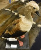 A taxidermy stuffed and mounted Orinoco Goose on plain plinth base,