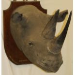 A taxidermy stuffed and mounted Black Rhinoceros head with horns,