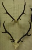 Two pairs of Fallow Deer antlers,