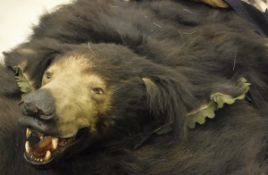 A taxidermy mounted Black Bear skin rug with head and claws on a canvas backing with blue felt trim