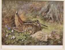 AFTER ARCHIBALD THORBURN "Woodcock", colour print, signed in pencil lower left,