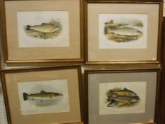 AFTER A H LYDON "Common Trout", "Sea Trout", "Salmon Trout" and "Charrs", chromolithographs,