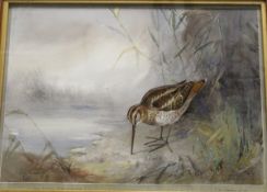 WILLIAM E POWELL "Here today and gone tomorrow, the Common Snipe", watercolour,