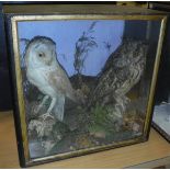 A taxidermy case containing a stuffed and mounted Barn Owl and Long-eared Owl,