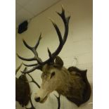 A taxidermy stuffed and mounted Red Deer Stag head with 12 point antlers on an oak shield-shaped