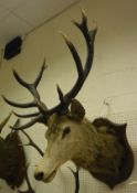 A taxidermy stuffed and mounted Red Deer Stag head with 12 point antlers on an oak shield-shaped