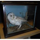A taxidermy case containing a stuffed and mounted Barn Owl,