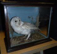 A taxidermy case containing a stuffed and mounted Barn Owl,
