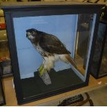 A taxidermy case containing a stuffed and mounted Red-tailed Hawk