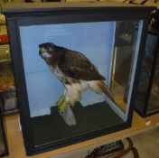 A taxidermy case containing a stuffed and mounted Red-tailed Hawk