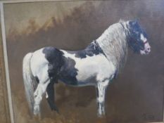 MALCOLM COWARD (b1948) "Piebald horse standing in profile with white mane and tail", oil on canvas,