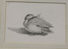 OWEN WILLIAMS "Teal", pencil study of a duck preening, signed and dated '89,