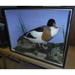 A taxidermy case containing a stuffed and mounted Shelduck,