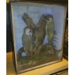 A taxidermy case containing a stuffed and mounted pair of Green Woodpeckers,