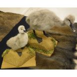A taxidermy stuffed and mounted Black-necked Swan (Cygnet) and another similar example similarly