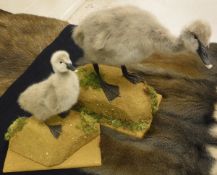 A taxidermy stuffed and mounted Black-necked Swan (Cygnet) and another similar example similarly