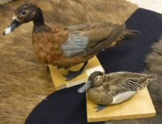 A taxidermy stuffed and mounted African Hartlube Duck (Female) bearing Peter Farrington Collection