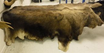 A full-size Moose pelt rug (un-mounted)