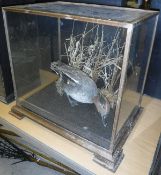 A taxidermy case containing a stuffed and mounted Teal, in naturalistic setting amongst grass,