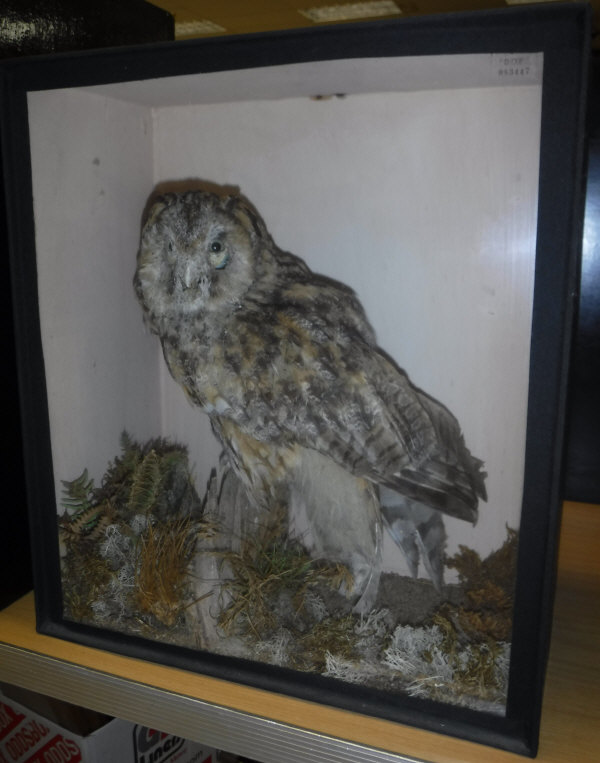 A taxidermy case containing a stuffed and mounted Tawny Owl and Barn Owl, - Image 2 of 2