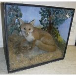 A taxidermy stuffed and mounted Fox with Partridge prey,