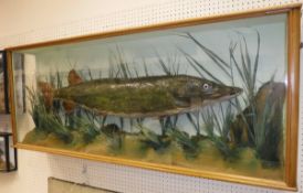 A taxidermy stuffed and mounted Pike in three-sided glazed display case