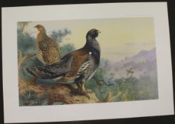 AFTER ARCHIBALD THORBURN "Capercaillie" limited edition.