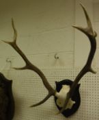 A pair of antlers mounted on an oak shield-shaped plaque