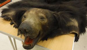 A taxidermy mounted Black Bear skin rug with head and claws on a canvas backing with green felt