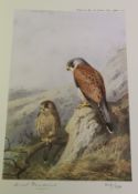 A folio of ARCHIBALD THORBURN birds of prey prints, No'd.
