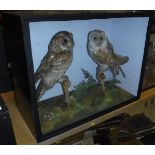 A taxidermy case containing a stuffed and mounted Tawny Owl and Barn Owl,