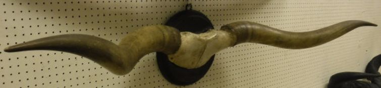 A pair of mounted Longhorn Bull horns,