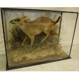 A taxidermy stuffed and mounted Muntjac, in naturalistic setting, within a three-sided glazed case,