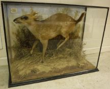 A taxidermy stuffed and mounted Muntjac, in naturalistic setting, within a three-sided glazed case,