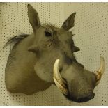 A taxidermy stuffed Warthog shoulder mount with tusks