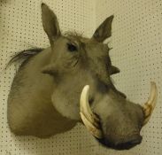 A taxidermy stuffed Warthog shoulder mount with tusks