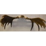 A pair of un-mounted Moose antlers