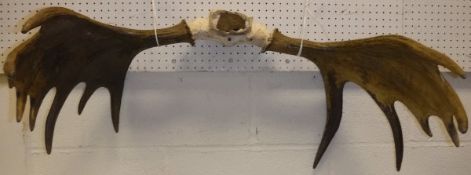 A pair of un-mounted Moose antlers