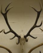 An un-mounted Red Deer (Royal) skull and 12 point antlers